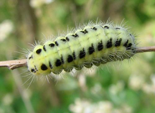 Zygaena sp.