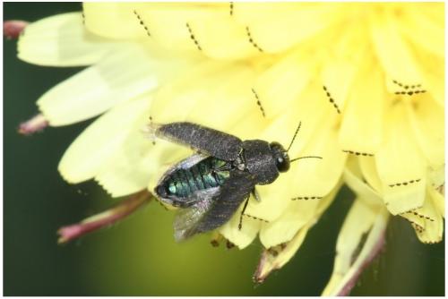 Anthaxia sp.