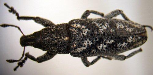 Réf. 19 312 : Cyphocleonus hedenborgi