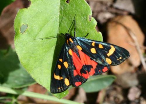 Réf. 19 072 : Callimorpha dominula