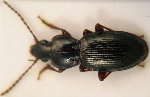 Pterostichus infimus