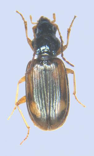 Bembidion sp.