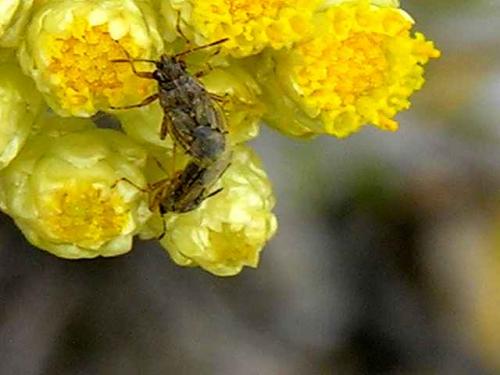 Nysius sp.
