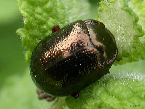 Chrysolina bankii