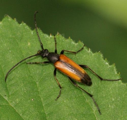 Réf. 19 964 : Stenurella melanura