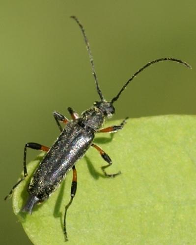 Réf. 19 965 : Grammoptera abdominalis