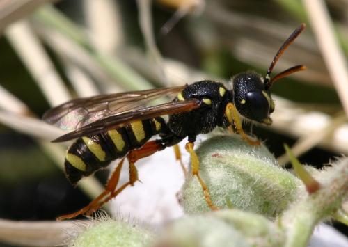 Cerceris sp.