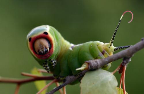 Cerura vinula
