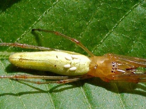 Tetragnatha sp.