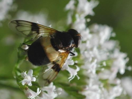 Volucella pellucens