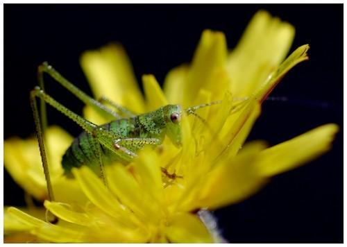 Phaneropterinae