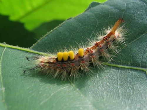 Orgyia antiqua