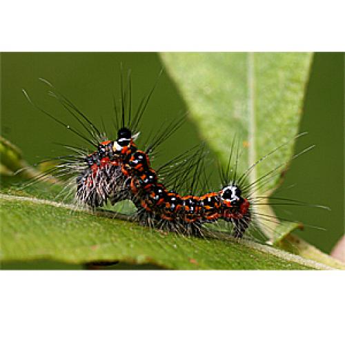 Réf. 19 926 : Acronicta tridens