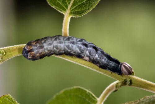 Notodonta ziczac