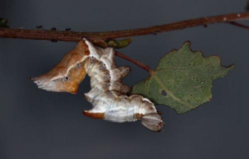 Notodonta ziczac