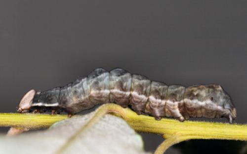 Notodonta ziczac