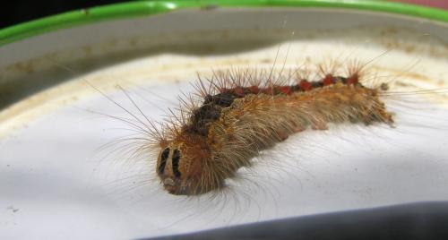 Lymantria dispar