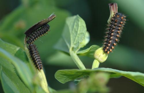 Zerynthia polyxena