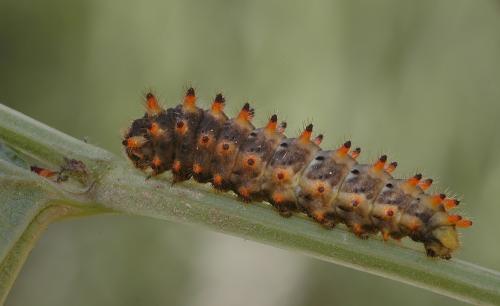 Zerynthia polyxena