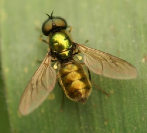 Chloromyia formosa