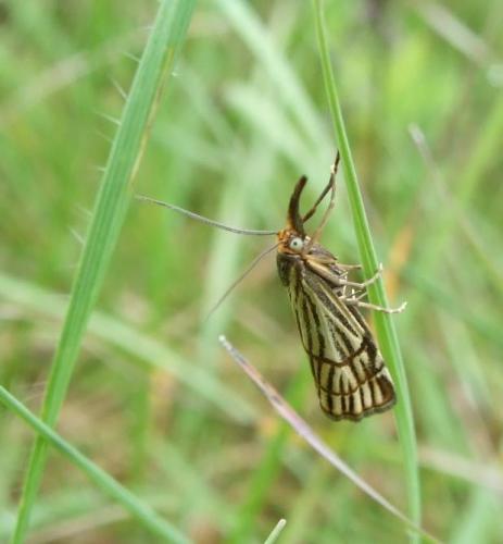 Chrysocrambus craterella