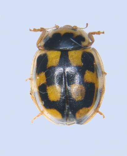Propylea quatuordecimpunctata