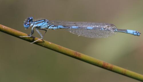 Réf. 19 784 : Coenagrion caerulescens
