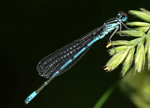 Réf. 19 644 : Coenagrion puella