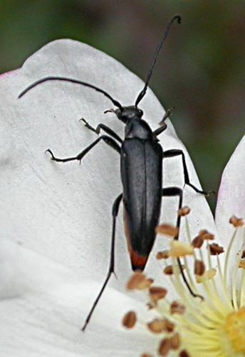 Rutpela nigra