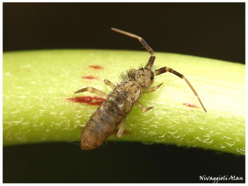 Réf. 19 587 : Orchesella villosa
