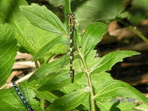 Réf. 19 528 : Coenagrion pulchellum