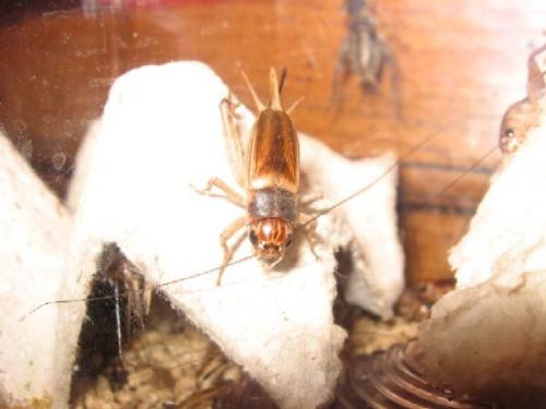 Réf. 19 643 : Gryllus assimilis