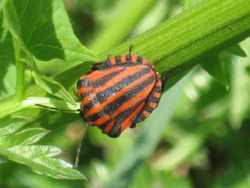 Réf. 19 238 : Graphosoma italicum