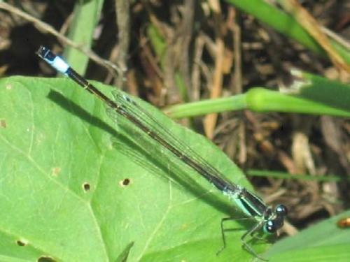 Ischnura elegans
