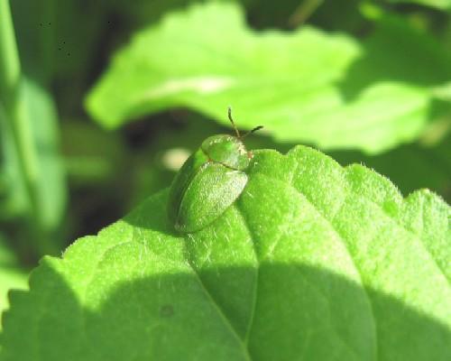 Réf. 19 608 : Cassida sp.