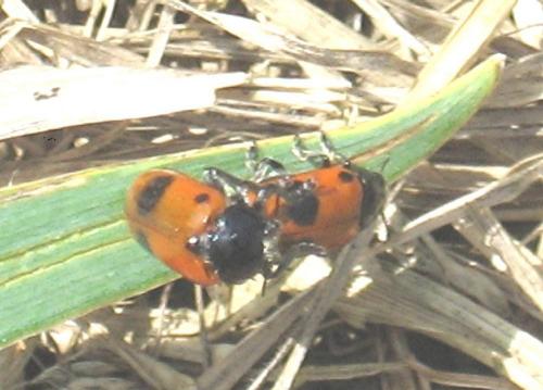 Clytra sp.