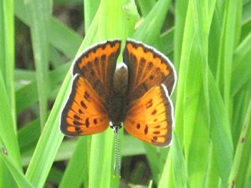 Lycaena dispar