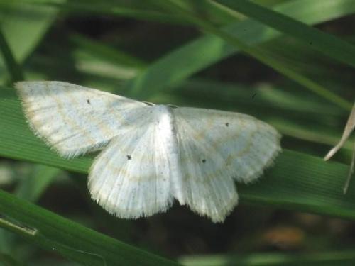 Réf. 19 571 : Scopula immutata