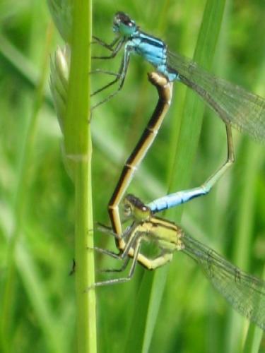 Réf. 19 570 : Ischnura elegans