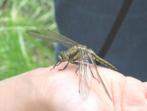 Orthetrum cancellatum