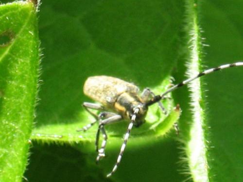 Agapanthia villosoviridescens