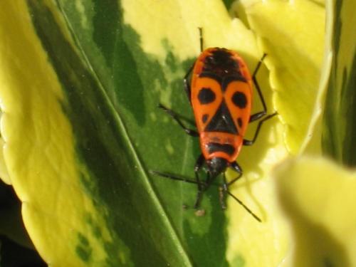 Pyrrhocoris apterus