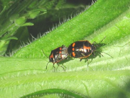 Eurydema oleracea