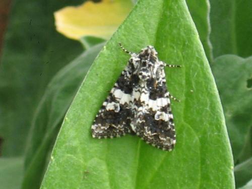 Hadena sp.