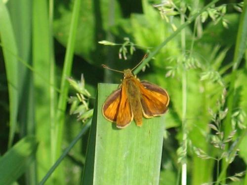 Ochlodes sylvanus
