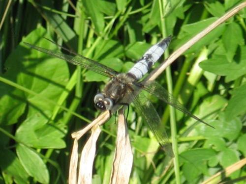 Libellula fulva