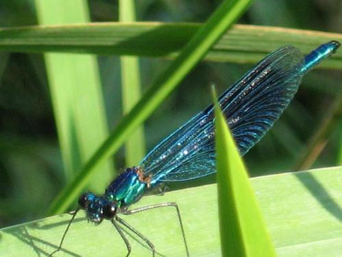 Calopteryx splendens