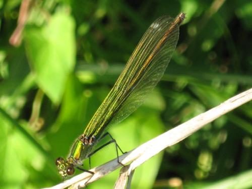 Calopteryx splendens