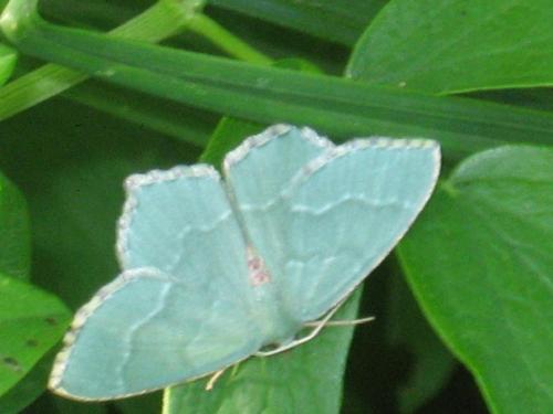Hemithea aestivaria