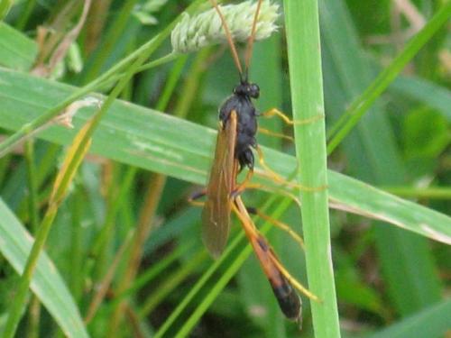 Therion sp.